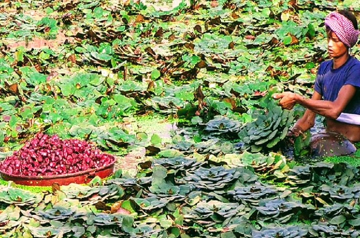 धानखेती डुबानले नष्ट भएपछि सिँघाराखेती गर्दै किसान