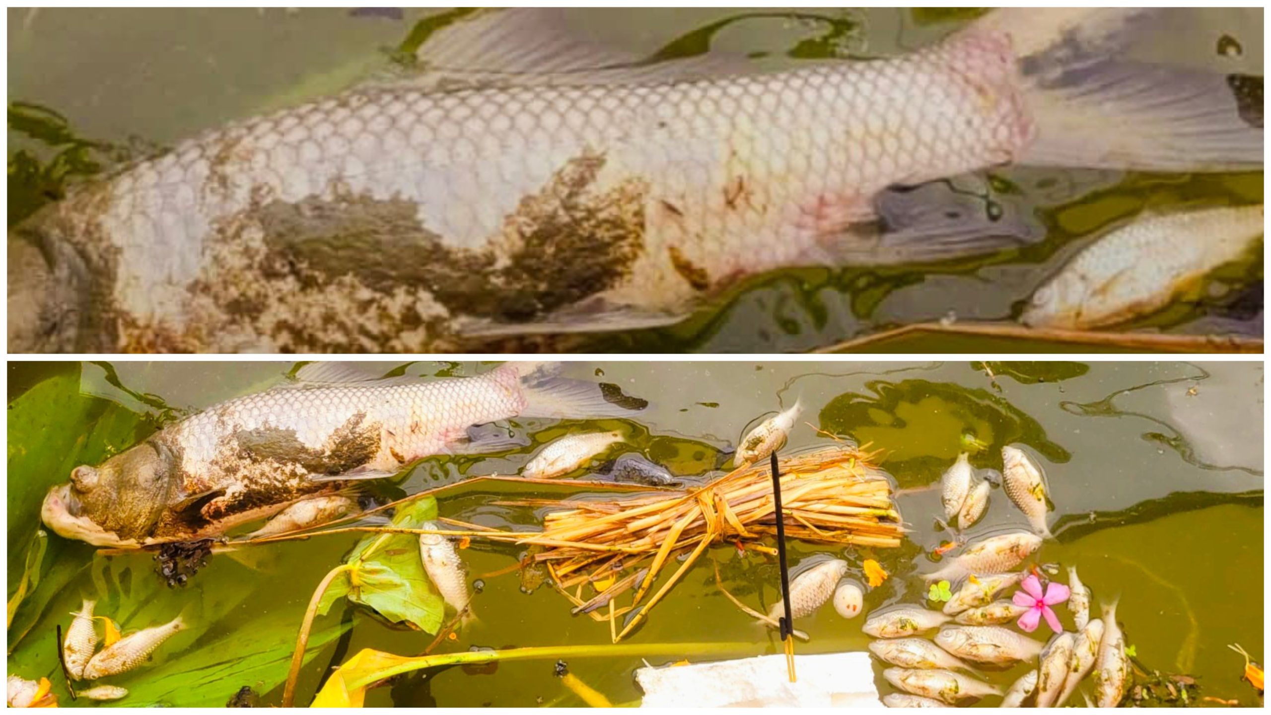 सिरहा : एक पोखरीमा व्यक्तिगत दुश्मनीले प्वाइजन हाल्दा लाखौँको माछा मरेर नष्ट