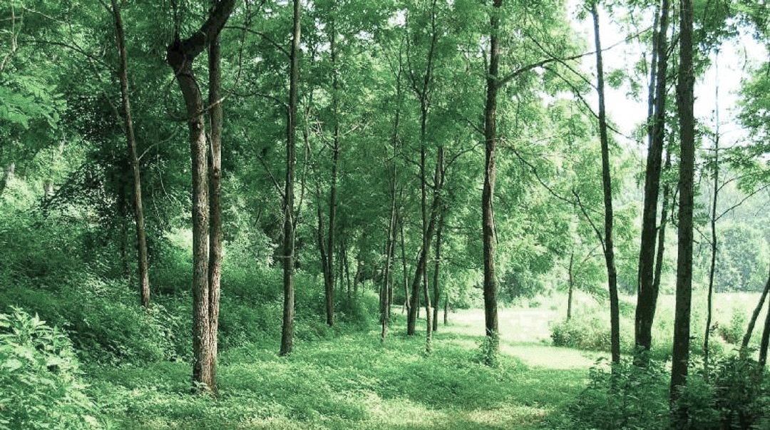 जङ्गलमा मानव पसेपछि बस्तीमा वन्यजन्तु